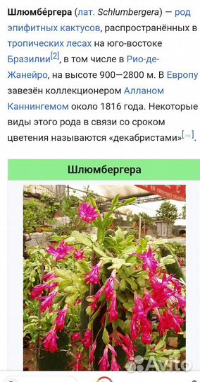 Декабрист шлюмбергера