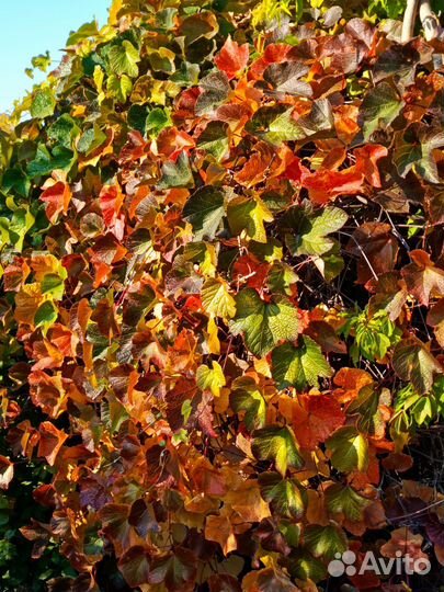 Виноград куанье (японский)