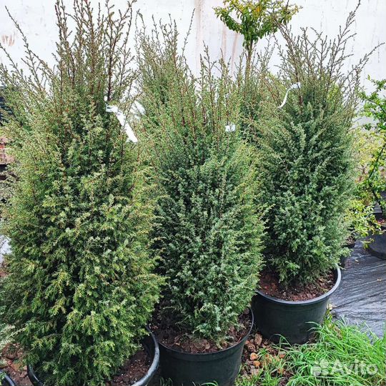 Можжевельник обыкновенный Хиберника