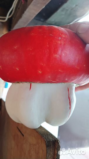 Тыква декоративная 