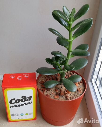 Денежное дерево (красула, толстянка)