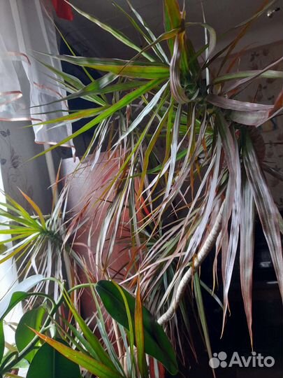 Драцена пальма