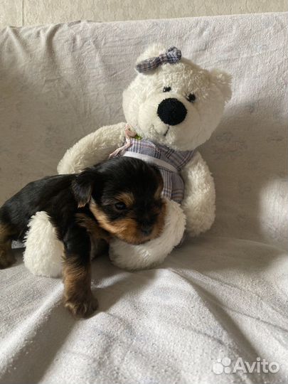 Йоркширский терьер