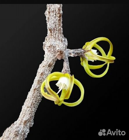 Редкие ампельные суккуленты купить в Домодедово | Товары для дома и ...