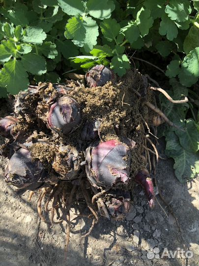 Клубни канны