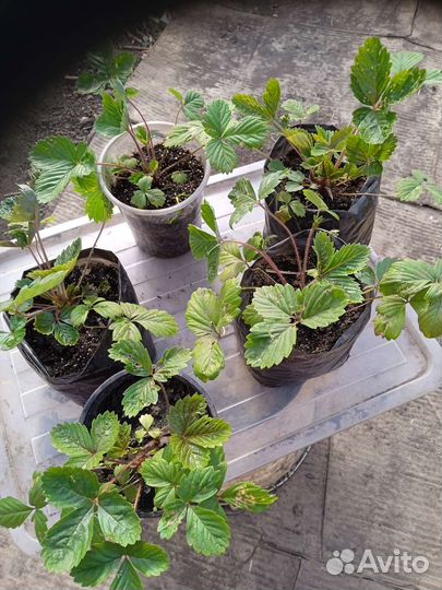 Земляника лесная