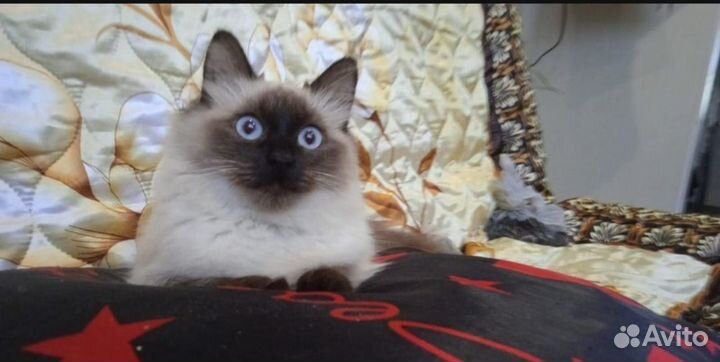 Невские котята