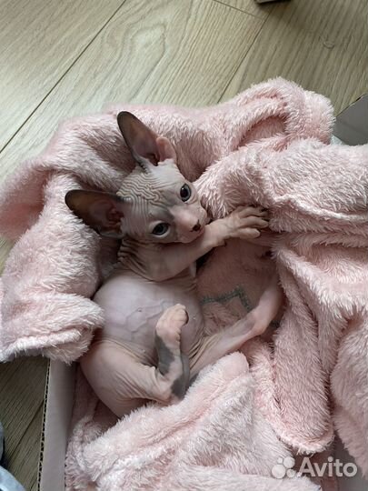 Канадский сфинкс котенок