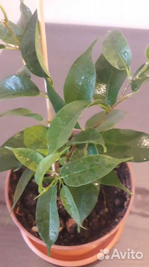 Фикус Наташа