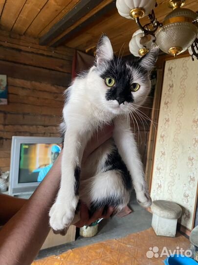 Кошка в дар бесплатно
