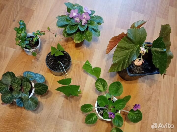 Комнатные цветы