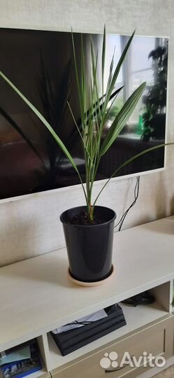 Пальма финиковая