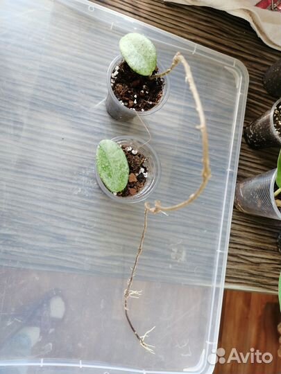 Хойя Макр. Сноу Квин, Грей Хост, Калистофила 1692