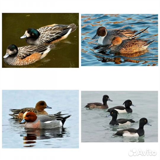 Декоративные утки