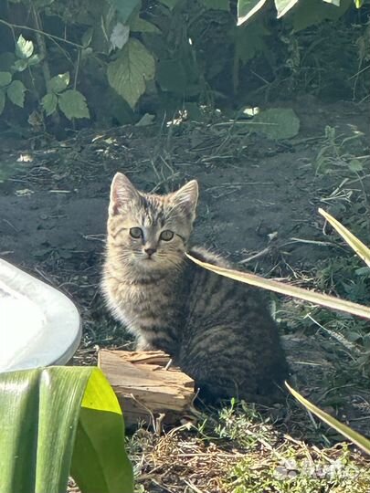 Котята в добрые руки от кошки британки