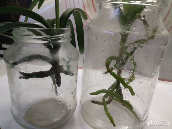 Орхидеи ванда 2 шт