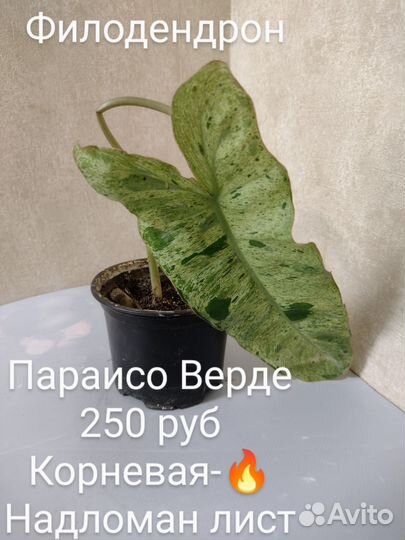 Филодендроны часть 1