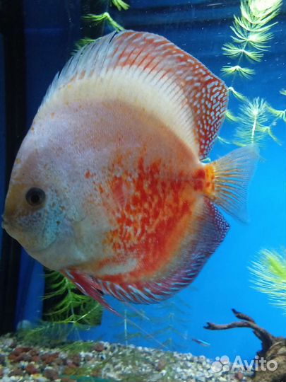 Дискус самец