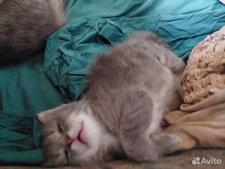 Кошки в добрые руки