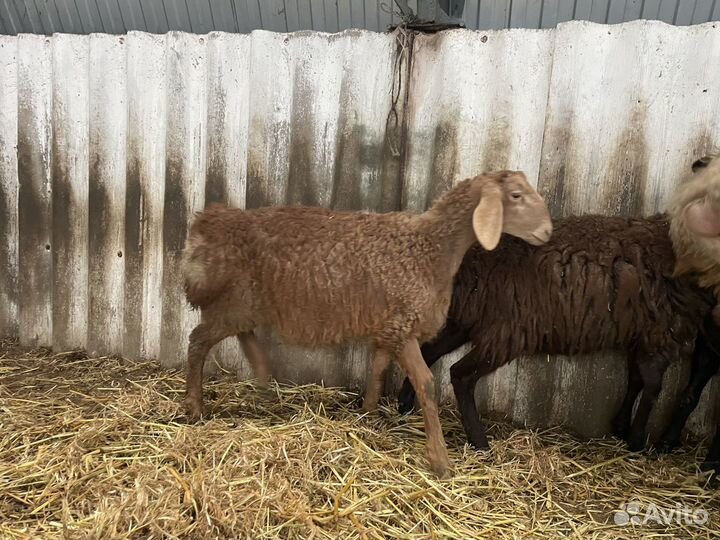 Овцы бараны