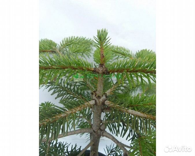 Пихта Нордмана