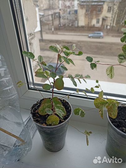 Брейния снежная