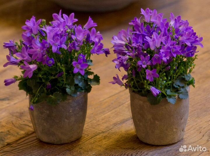 Кампанулы комнатные, эпифиллум Аккермана