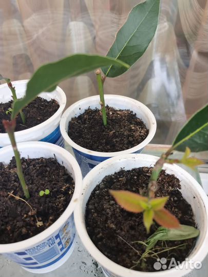 Лавровое дерево