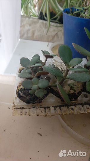 Толстянка - денежное дерево