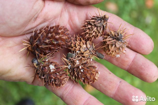 Семена древесных растений