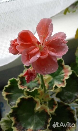 Пеларгонии сортовые пестролистные