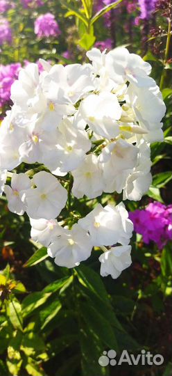 Флоксы многолетние