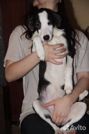 Собачка в добрые руки