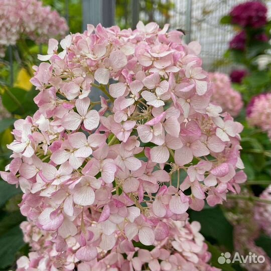 Гортензия Аннабель