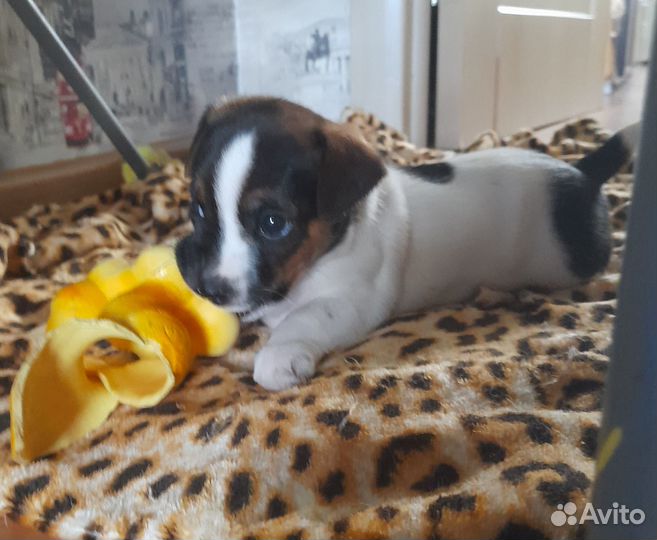 Джек рассел терьер