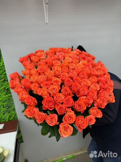 101 Роза цветы доставка 25 51 101 Роза