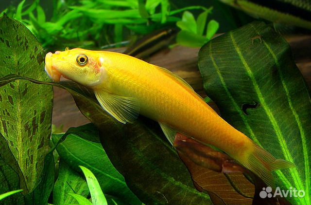 Аквариумный центр