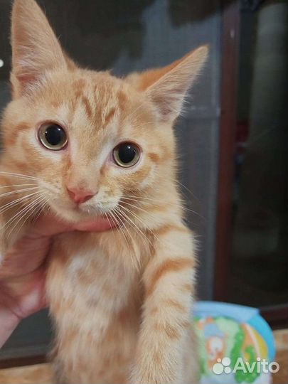 Котенок Шурик