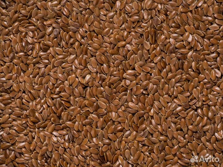 Семена льна Алтайского 