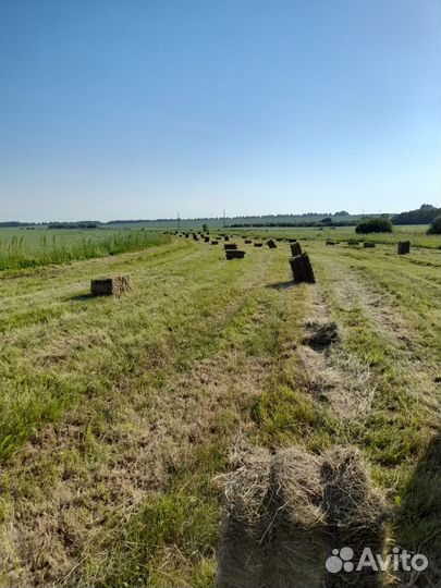 Сено в тюках