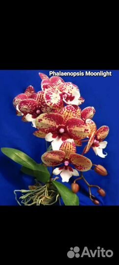 Орхидея биг лип