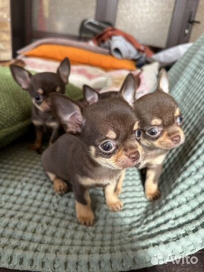 Щенки чихуахуа мини