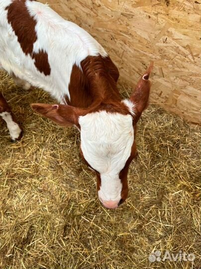 Телята доставка