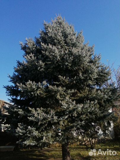 Голубая ель продажа