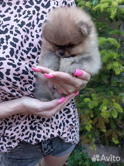 Щеночки шпицев мини.Девочки и мальчики