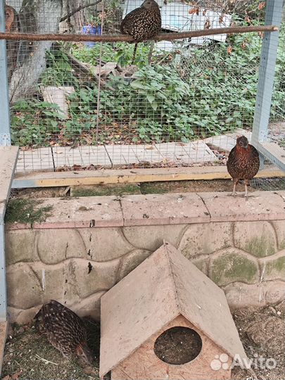 Фазаны трагопан темминка и алмазные