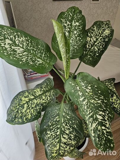 Диффенбахия 145см