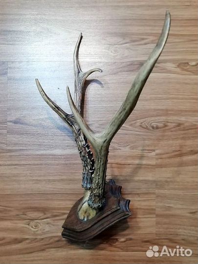 Рога олененка антиквариат