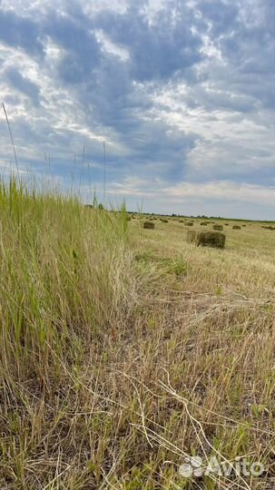 Сено луговое в тюках