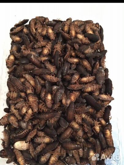 Мраморные тараканы имаго и пред имаго